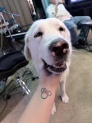 Found/Stray Male Dog last seen Olive and Wishon, Fresno, CA 93728