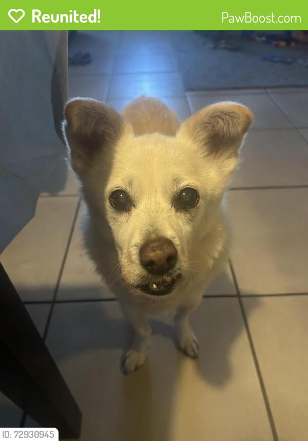 Reunited Male Dog last seen Joe Porter and Vista Del Sol, El Paso, TX 79936