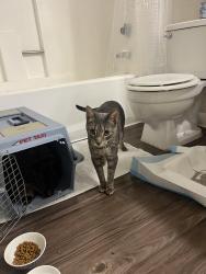 Found/Stray Male Cat last seen University Dr , Tempe, AZ 85281