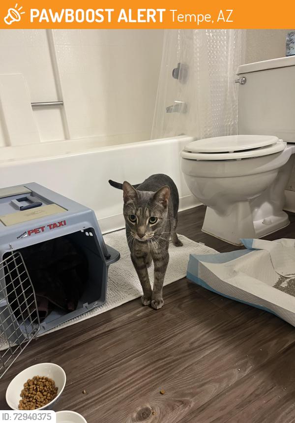 Found/Stray Male Cat last seen University Dr , Tempe, AZ 85281