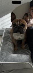 Reunited Male Dog last seen Near Euclid St, Adelanto, CA 92301, USA, Adelanto, CA 92301