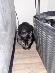 Found/Stray Unknown Cat last seen La plaza village apmts , Los Angeles, CA 90012