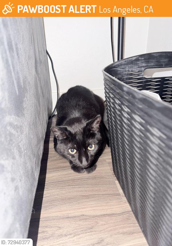 Found/Stray Unknown Cat last seen La plaza village apmts , Los Angeles, CA 90012