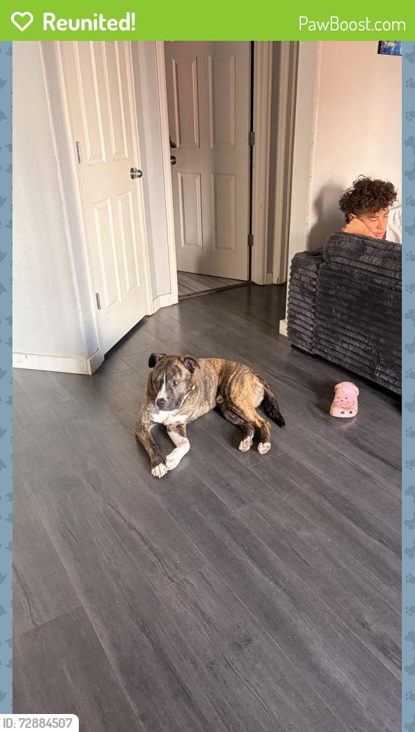 Reunited Male Dog last seen austin bluffs and rangewood , Colorado Springs, CO 80918