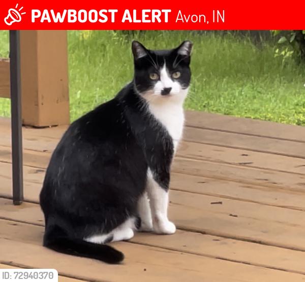 Lost Female Cat last seen Vyners Ln Avon, IN 46123, Avon, IN 46123