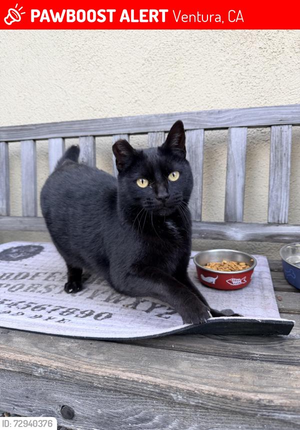 Lost Female Cat last seen Ralston and Robin/Hill, Ventura, CA 93003