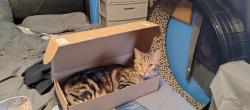 Lost Male Cat last seen Winslow park rd. , Kingston, NH 03848