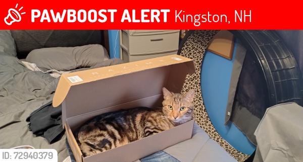 Lost Male Cat last seen Winslow park rd. , Kingston, NH 03848