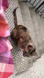 Reunited Unknown Cat last seen Sunset boulevard , Rocklin, CA 95765
