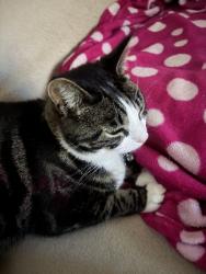 Reunited Female Cat last seen Tanners way, Hunsdon, England SG12 8QD
