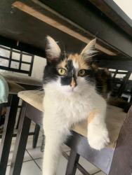 Lost Female Cat last seen Kendall Drive and 112 PL, Miami, FL 33176