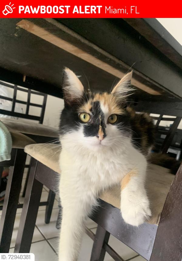 Lost Female Cat last seen Kendall Drive and 112 PL, Miami, FL 33176