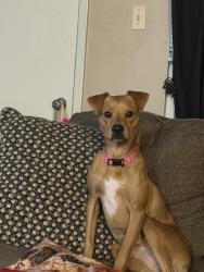 Reunited Female Dog last seen By a elementary alternative and a bunch of hses , San Antonio, TX 78217