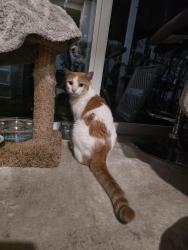 Reunited Female Cat last seen Miralago ests, Parkland, FL 33076