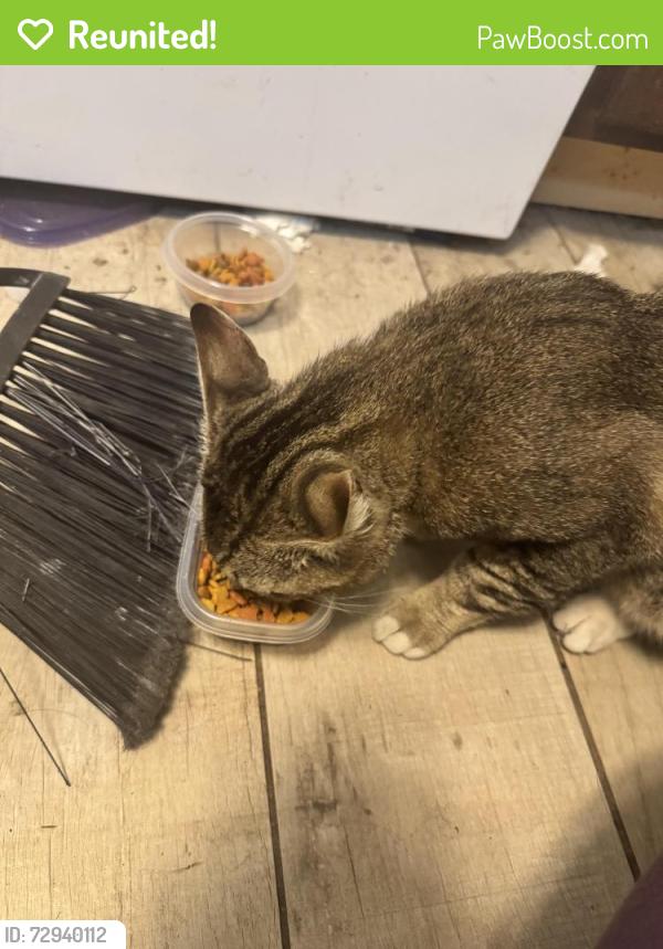 Reunited Male Cat last seen Western state hosp , Steilacoom, WA 98388