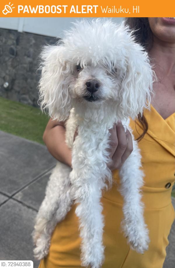 Found/Stray Male Dog last seen Kehalani subdivision , Wailuku, HI 96793