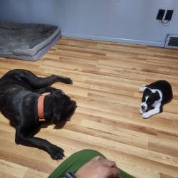 Reunited Male Dog last seen Hampden and Tower, Aurora, CO 80013