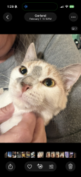 Lost Female Cat last seen Bobtown rd , Garland, TX 75043