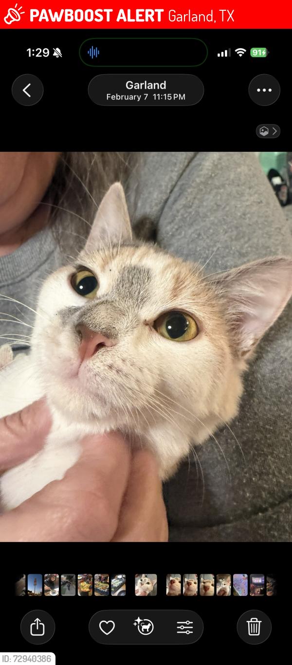 Lost Female Cat last seen Bobtown rd , Garland, TX 75043