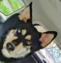 Lost Male Dog last seen Upriver dr. Beacon hill minnehaha, Spokane, WA 99217