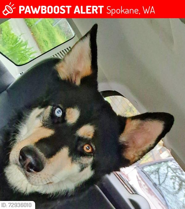 Lost Male Dog last seen Upriver dr. Beacon hill minnehaha, Spokane, WA 99217