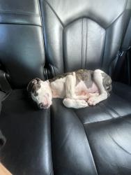 Lost Male Dog last seen Mānana elementary , Pearl City, HI 96782