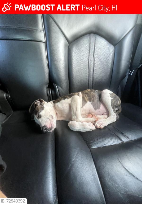 Lost Male Dog last seen Mānana elementary , Pearl City, HI 96782