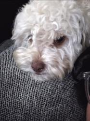 Reunited Female Dog last seen Begonia road, but could be anywhere, Adelanto, CA 92392