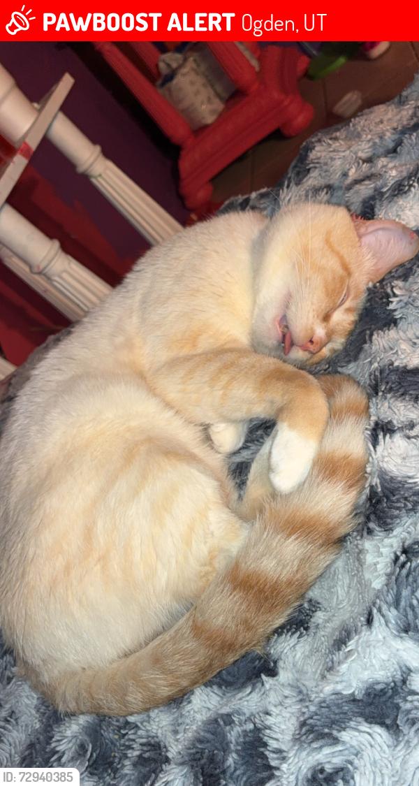 Lost Male Cat last seen 23rd Tyler Avenue, Ogden, UT 84404