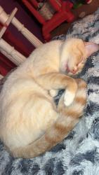 Lost Male Cat last seen 23rd Tyler Avenue , Ogden, UT 84404
