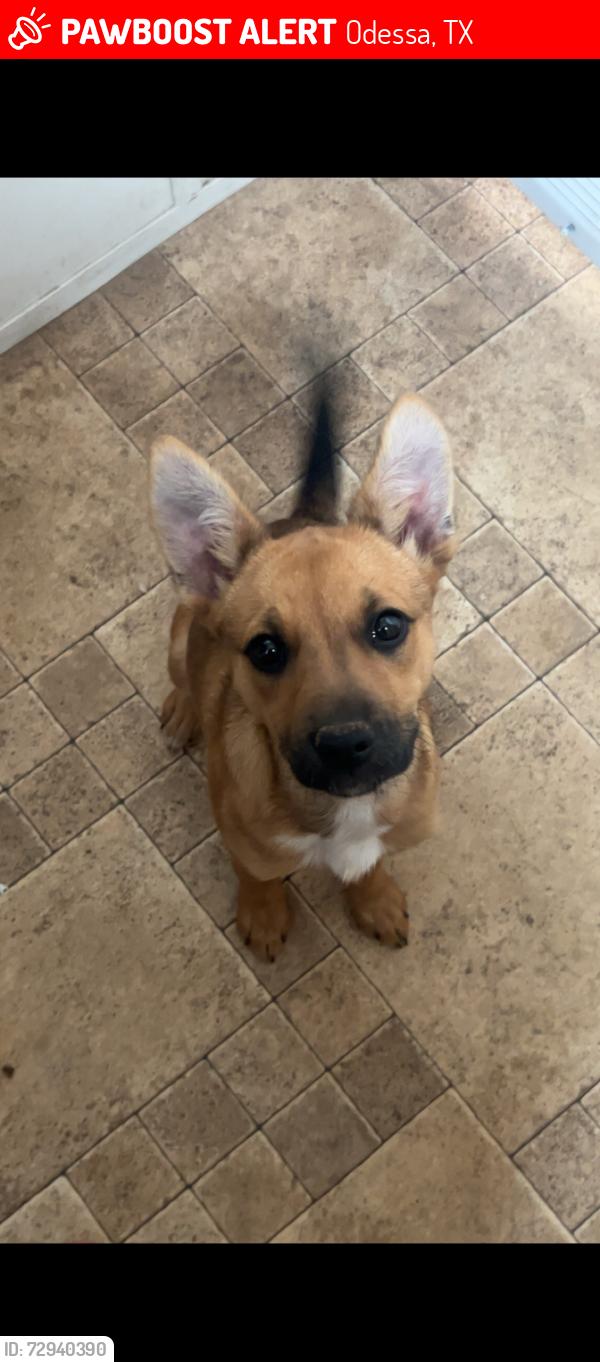 Lost Female Dog last seen Near martins disposal , Odessa, TX 79764