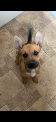 Lost Female Dog last seen Near martins disposal , Odessa, TX 79764