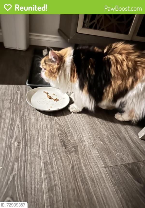 Reunited Female Cat last seen Near ave and 221 St, Edmonton, AB T5T 7N9