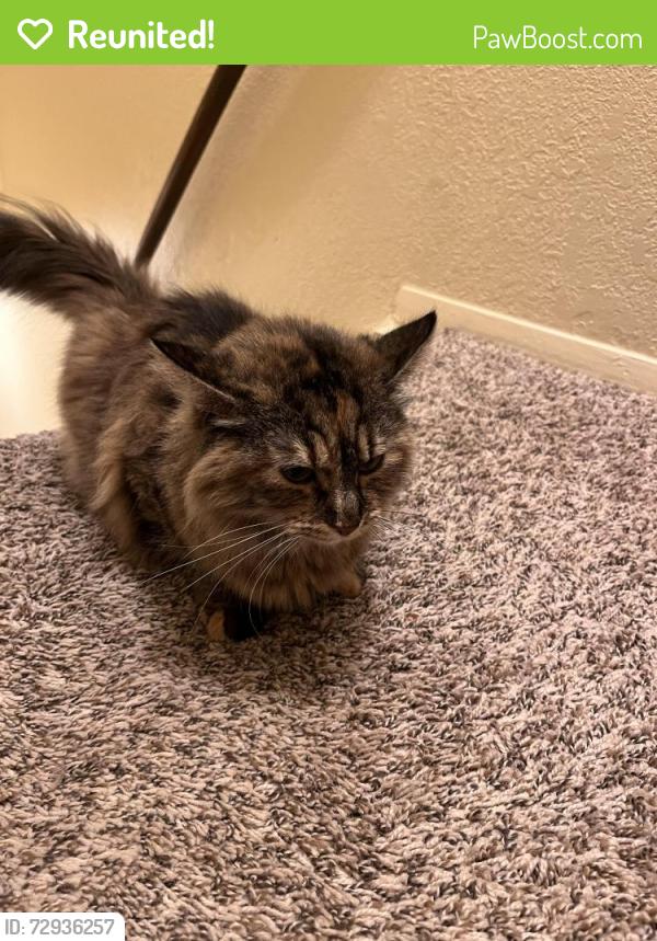 Reunited Female Cat last seen 51st street and Farley Lane , Merriam, KS 66203