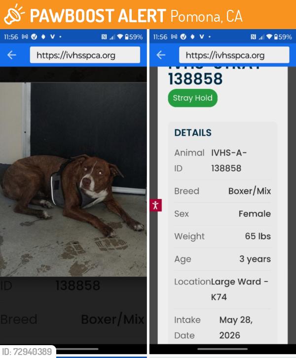 Found/Stray Female Dog last seen Omar St. & Valley Blvd., Pomona, CA 91799