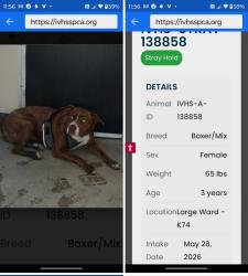 Found/Stray Female Dog last seen Omar St. & Valley Blvd., Pomona, CA 91799
