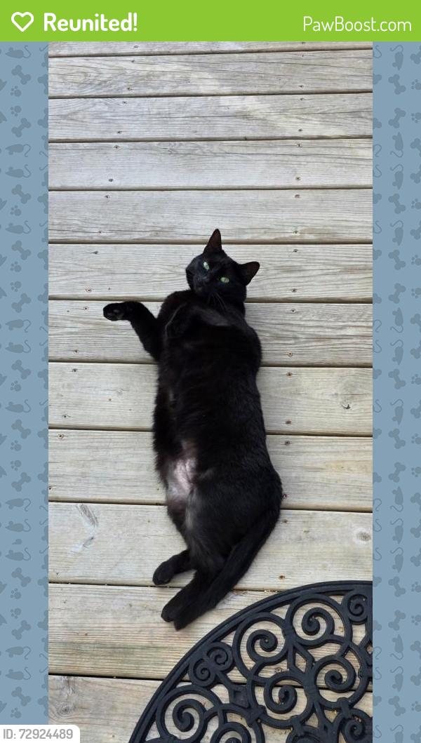 Reunited Female Cat last seen South Beston Rd, Willow Pond Subdivision, La Grange, NC 28551