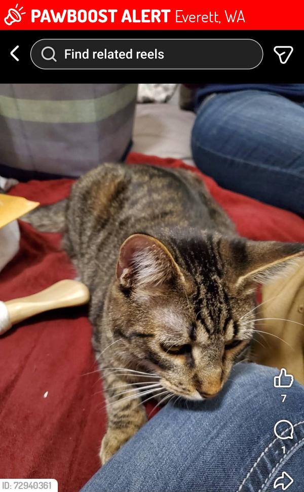 Lost Male Cat last seen Near Colby Avenue, Everett, WA 98201, Everett, WA 98201