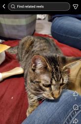 Lost Male Cat last seen Near Colby Avenue, Everett, WA 98201, Everett, WA 98201