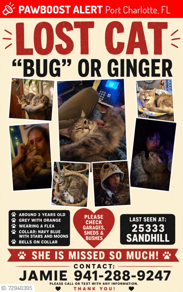 Lost Female Cat last seen Dollar General on Sandhill Blvd, Port Charlotte, FL 33983