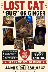 Lost Female Cat last seen Dollar General on Sandhill Blvd, Port Charlotte, FL 33983