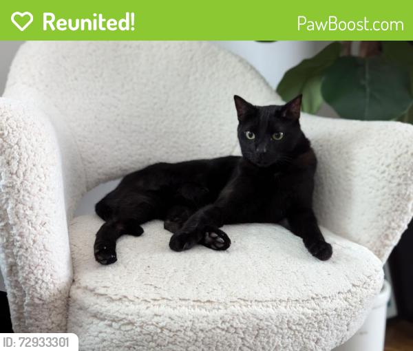 Reunited Male Cat last seen Indoor cat escaped, has small white patch on chest, Los Angeles, CA 91402