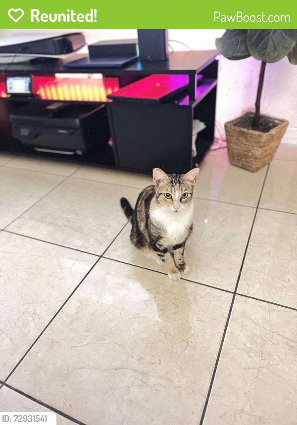 Reunited Female Cat last seen Ives dairy road, North Miami Beach, FL 33179