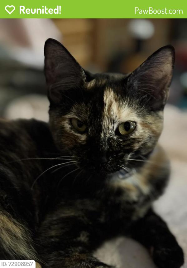 Reunited Female Cat last seen Farrs Bridge Rd, Greenville County, SC 29617