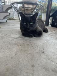 Lost Male Cat last seen Gold Coast Drive and Westonhill Drive, San Diego, CA 92126