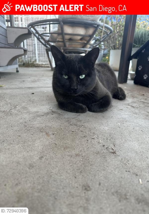 Lost Male Cat last seen Gold Coast Drive and Westonhill Drive, San Diego, CA 92126