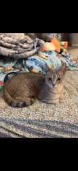 Found/Stray Unknown Cat last seen Oakdale and wood 60641, Chicago, IL 60634