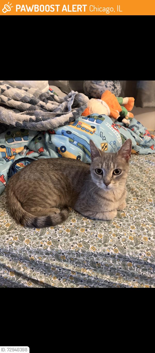 Found/Stray Unknown Cat last seen Oakdale and wood 60641, Chicago, IL 60634