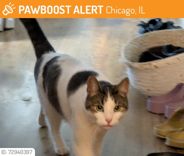 Found/Stray Unknown Cat last seen S Western Ave at S Blue Island Ave, Chicago, IL 60608
