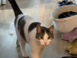 Found/Stray Unknown Cat last seen S Western Ave at S Blue Island Ave, Chicago, IL 60608